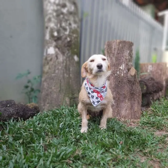 Cachorro ra a Srd idade 4 anos nome Fafy