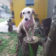 Fafy