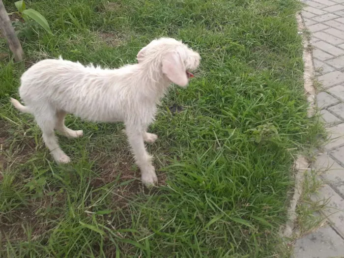 Cachorro raça Srd idade 2 a 6 meses nome Branca de Neve