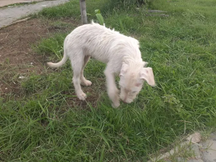 Cachorro raça Srd idade 2 a 6 meses nome Branca de Neve