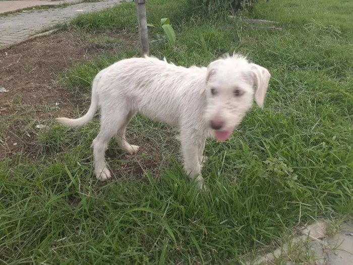 Cachorro raça Srd idade 2 a 6 meses nome Branca de Neve