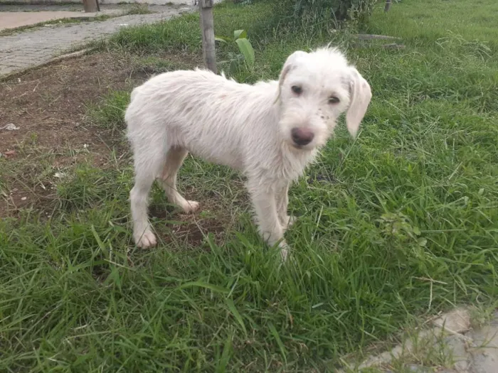 Cachorro raça Srd idade 2 a 6 meses nome Branca de Neve