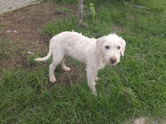 Cachorro raça Srd idade 2 a 6 meses nome Branca de Neve