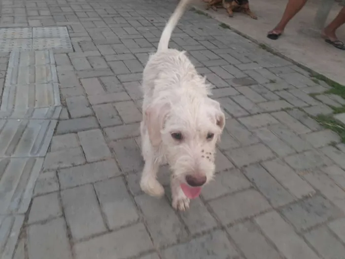 Cachorro raça Srd idade 2 a 6 meses nome Branca de Neve