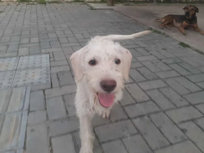 Cachorro raça Srd idade 2 a 6 meses nome Branca de Neve