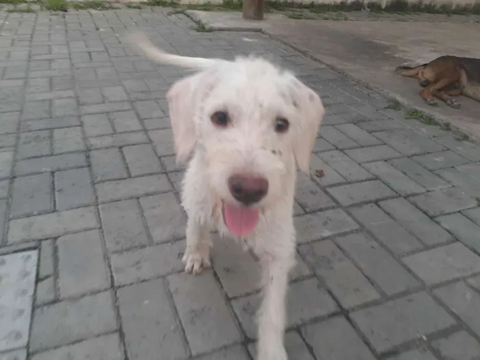 Cachorro raça Srd idade 2 a 6 meses nome Branca de Neve