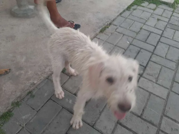 Cachorro raça Srd idade 2 a 6 meses nome Branca de Neve