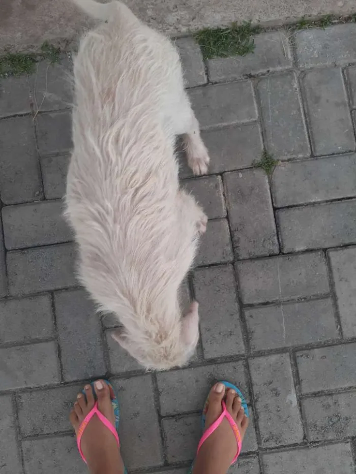 Cachorro raça Srd idade 2 a 6 meses nome Branca de Neve