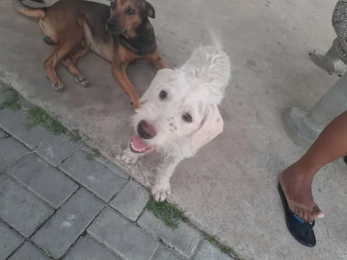Cachorro raça Srd idade 2 a 6 meses nome Branca de Neve