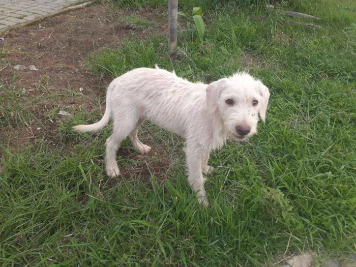 Cachorro raça Srd idade 2 a 6 meses nome Branca de Neve
