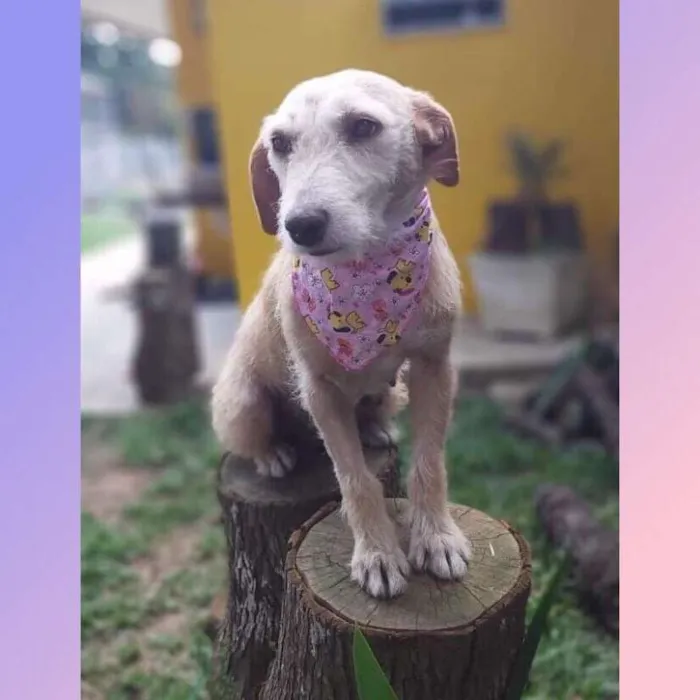 Cachorro ra a Srd idade 4 anos nome Fafy