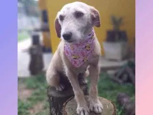 Cachorro raça Srd idade 4 anos nome Fafy