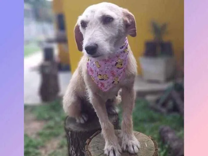Cachorro ra a Srd idade 4 anos nome Fafy