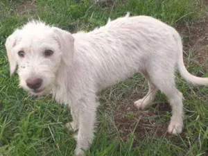 Cachorro raça Srd idade 2 a 6 meses nome Branca de Neve