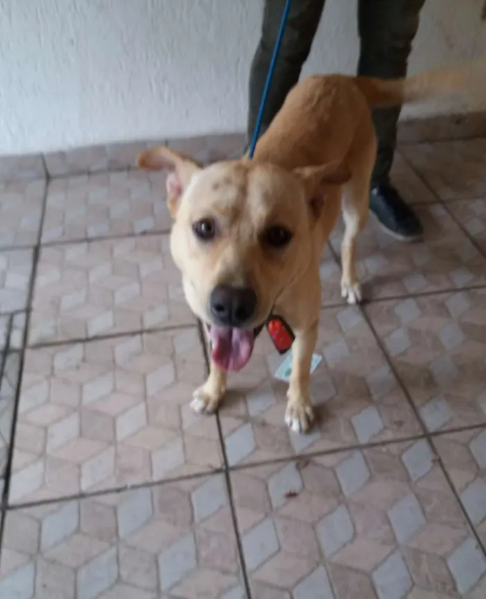 Cachorro ra a Srd idade 2 anos nome Bruce