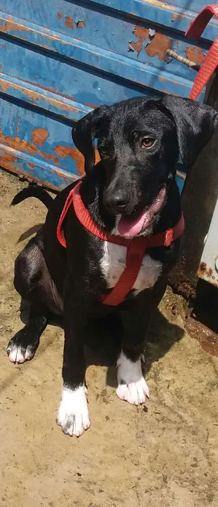 Cachorro ra a Labrador Mestiço  idade 2 a 6 meses nome Thor