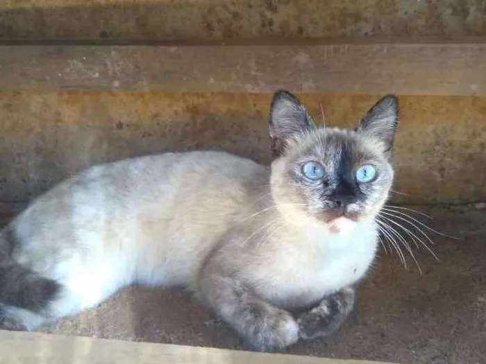 Gato ra a Siamês  idade 2 a 6 meses nome Não possuem nome