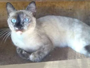 Gato raça Siamês  idade 2 a 6 meses nome Não possuem nome