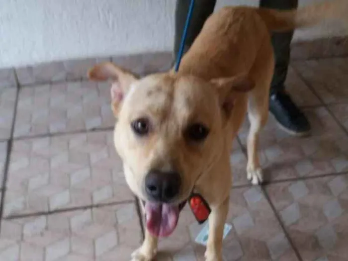 Cachorro ra a Srd idade 2 anos nome Bruce