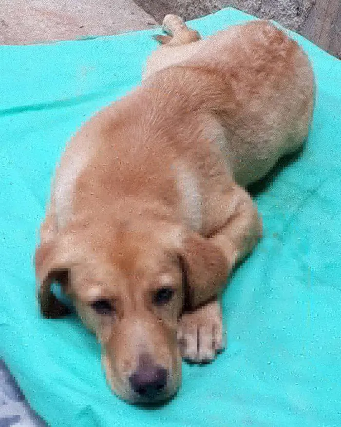 Cachorro ra a Labrador idade 7 a 11 meses nome Marina