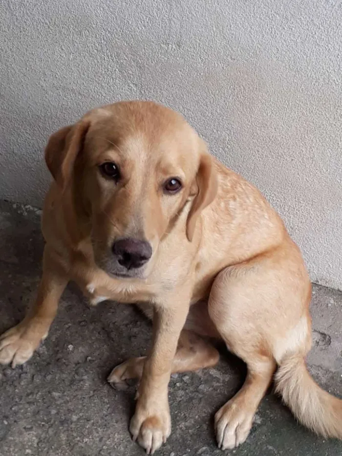 Cachorro ra a Labrador idade 7 a 11 meses nome Marina