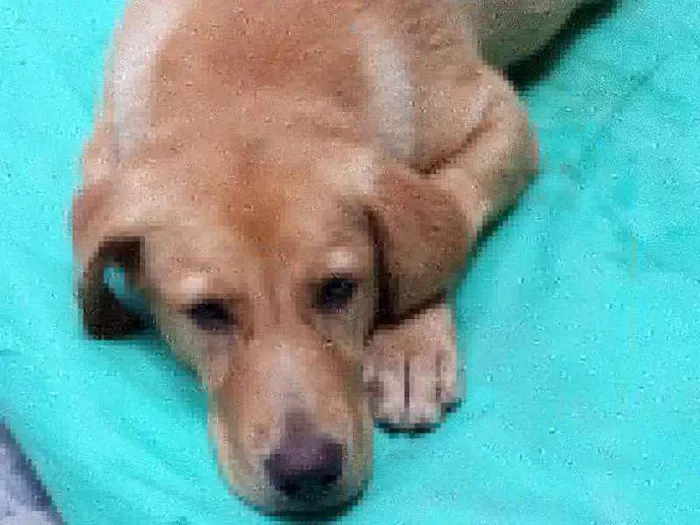 Cachorro ra a Labrador idade 7 a 11 meses nome Marina