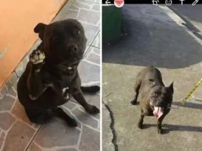 Cachorro raça  idade 6 ou mais anos nome Scooby