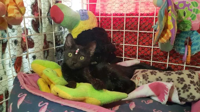 Gato ra a SRD  idade 2 a 6 meses nome Loly