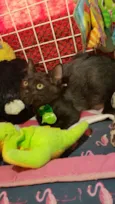 Tom