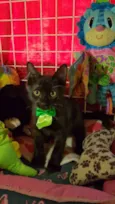 Tom
