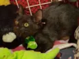 Tom