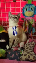 Simba