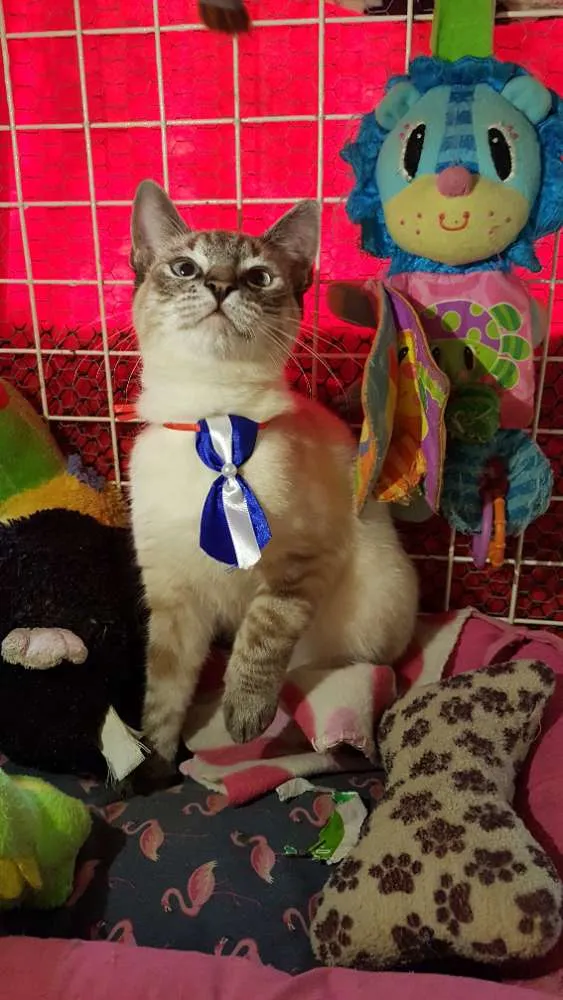 Gato ra a Siames idade 2 a 6 meses nome Simba