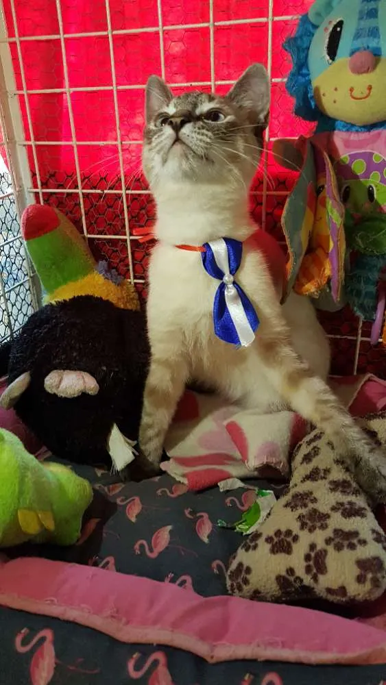 Gato ra a Siames idade 2 a 6 meses nome Simba