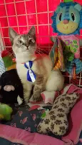 Simba