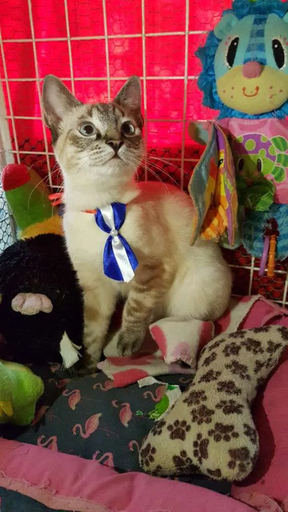 Gato ra a Siames idade 2 a 6 meses nome Simba
