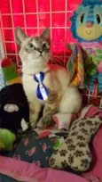 Simba