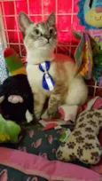Simba