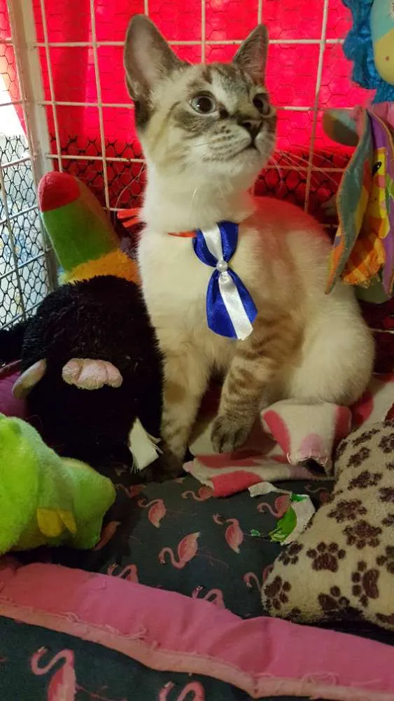 Gato ra a Siames idade 2 a 6 meses nome Simba