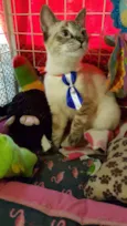 Simba