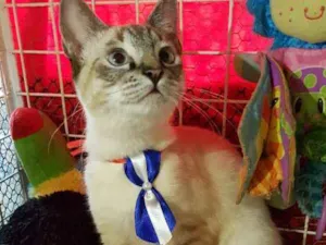 Gato raça Siames idade 2 a 6 meses nome Simba
