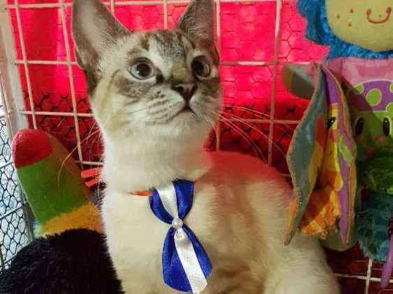 Gato ra a Siames idade 2 a 6 meses nome Simba