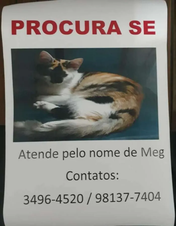 Gato ra a Srd idade 2 anos nome Meg