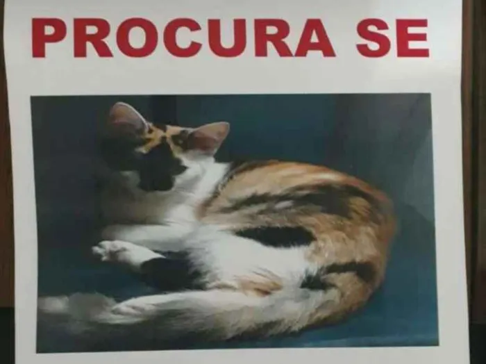 Gato ra a Srd idade 2 anos nome Meg