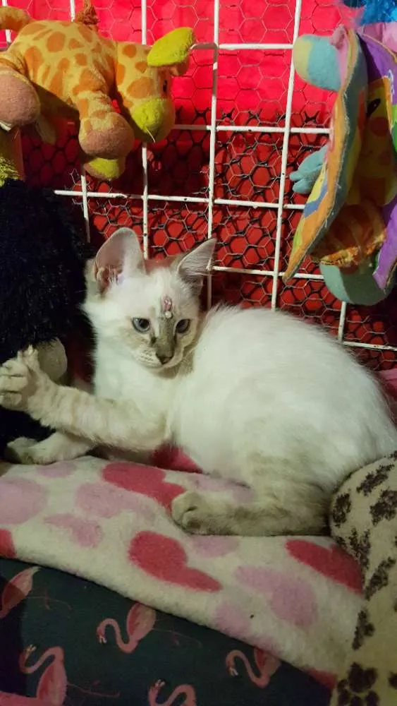 Gato ra a Siames idade 2 a 6 meses nome Yumi