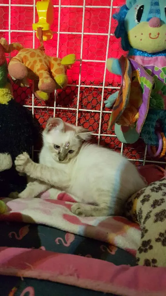 Gato ra a Siames idade 2 a 6 meses nome Yumi