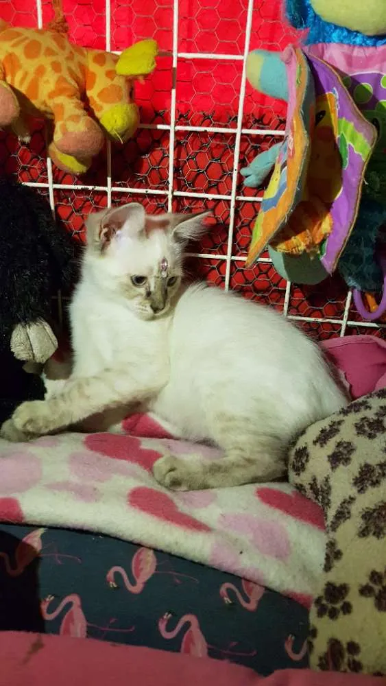 Gato ra a Siames idade 2 a 6 meses nome Yumi