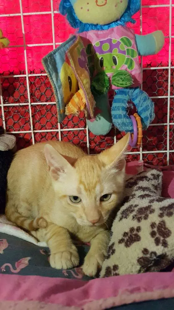 Gato ra a SRD  idade 2 a 6 meses nome Zen 