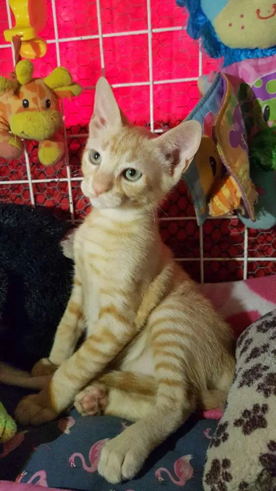 Gato ra a SRD  idade 2 a 6 meses nome Zen 