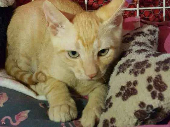 Gato ra a SRD  idade 2 a 6 meses nome Zen 